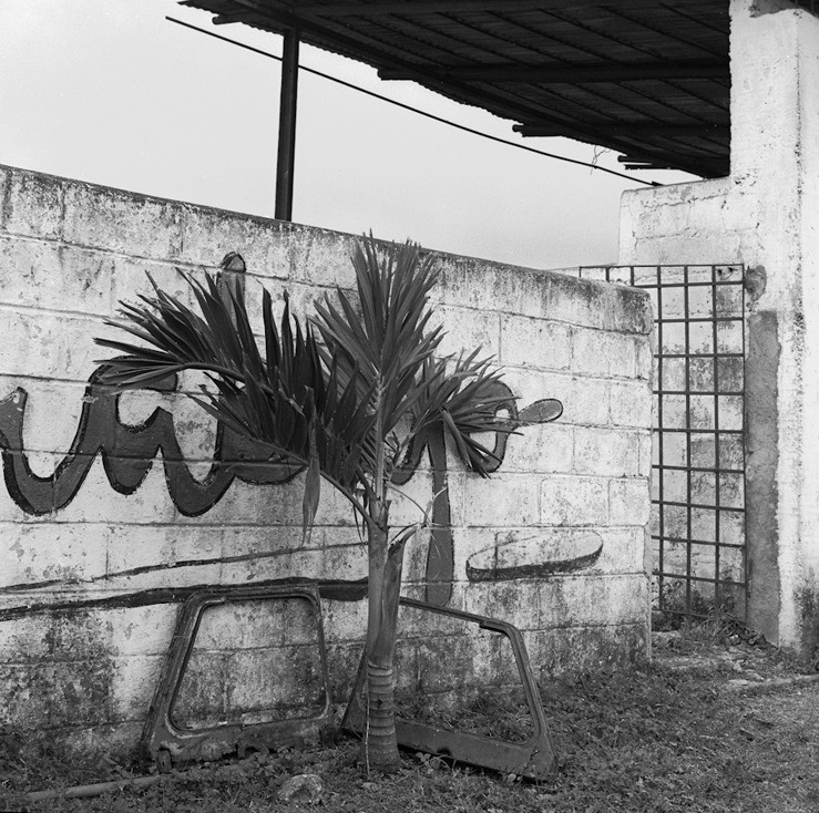 Palmera