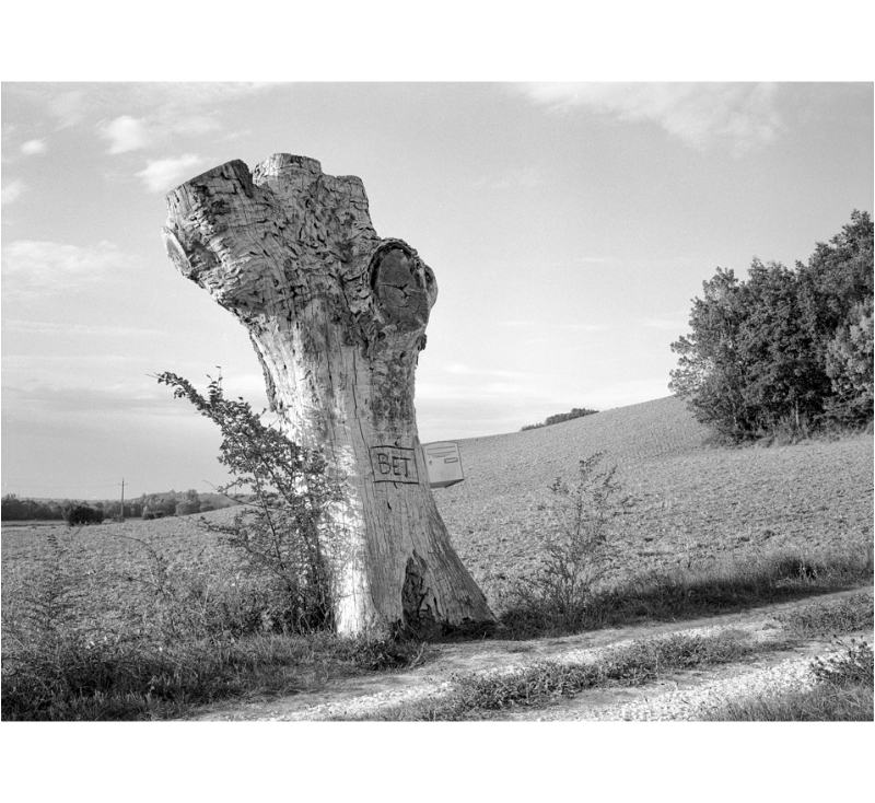 Arbre boite aux lettres